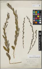 Foto von Salix repens subsp. rosmarinifolia (L.) Andersson